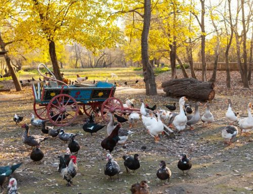 CARI-NIRBHEEK: Pride of Backyard Poultry Farming